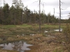 Wetland between Sunshine and Muskrat Ponds
